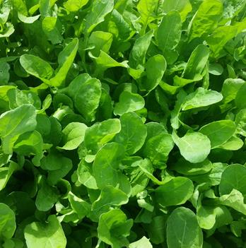 Herb Rocket - STANDARD