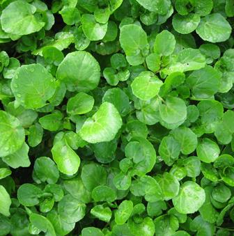 Herb General - WATERCRESS