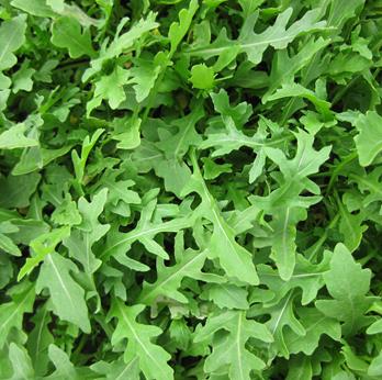 Herb Rocket Wild - MISSION
