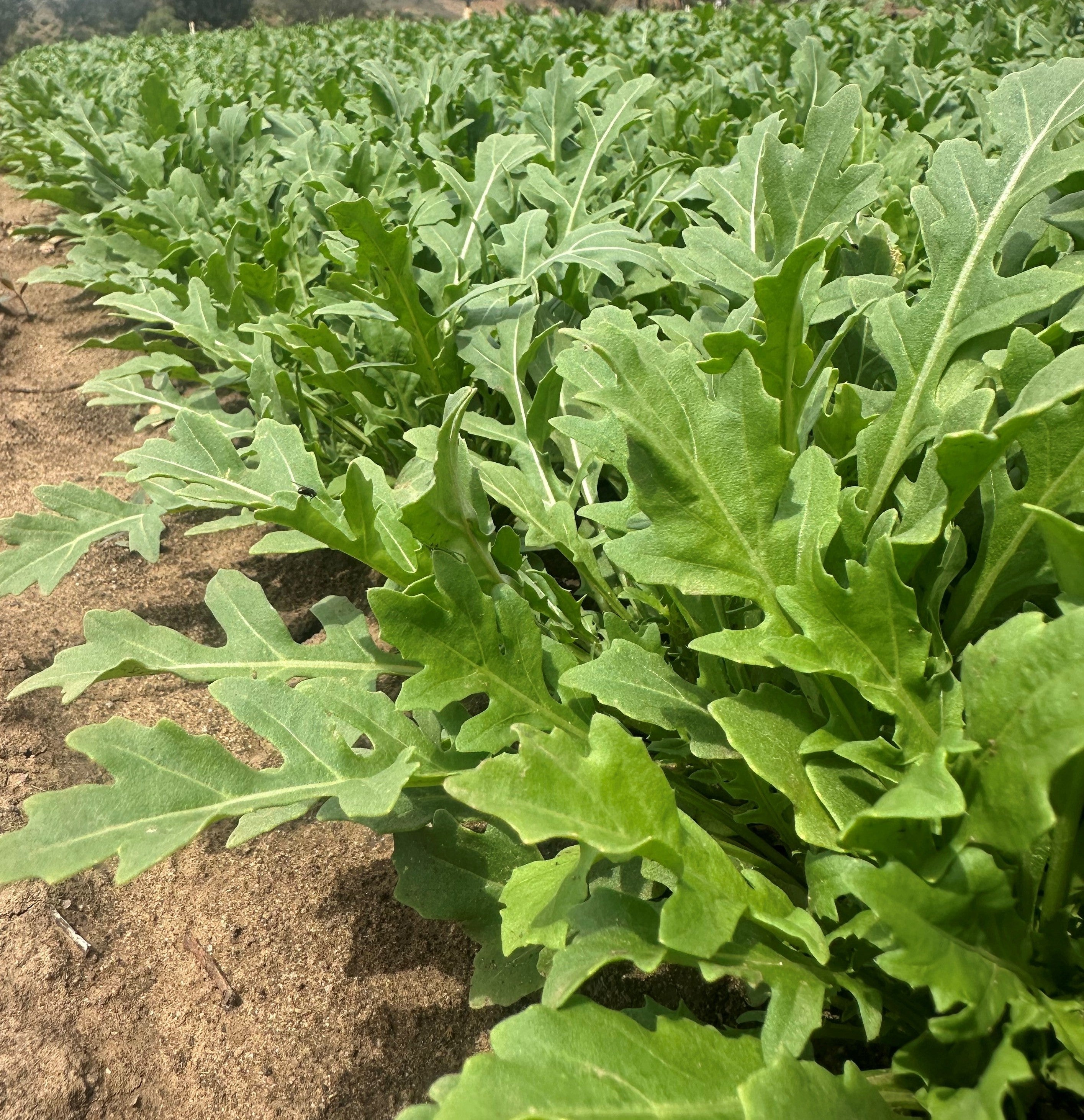 Herb Rocket Wild - MISSION