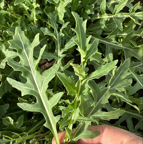 Herb Rocket Wild - MISSION