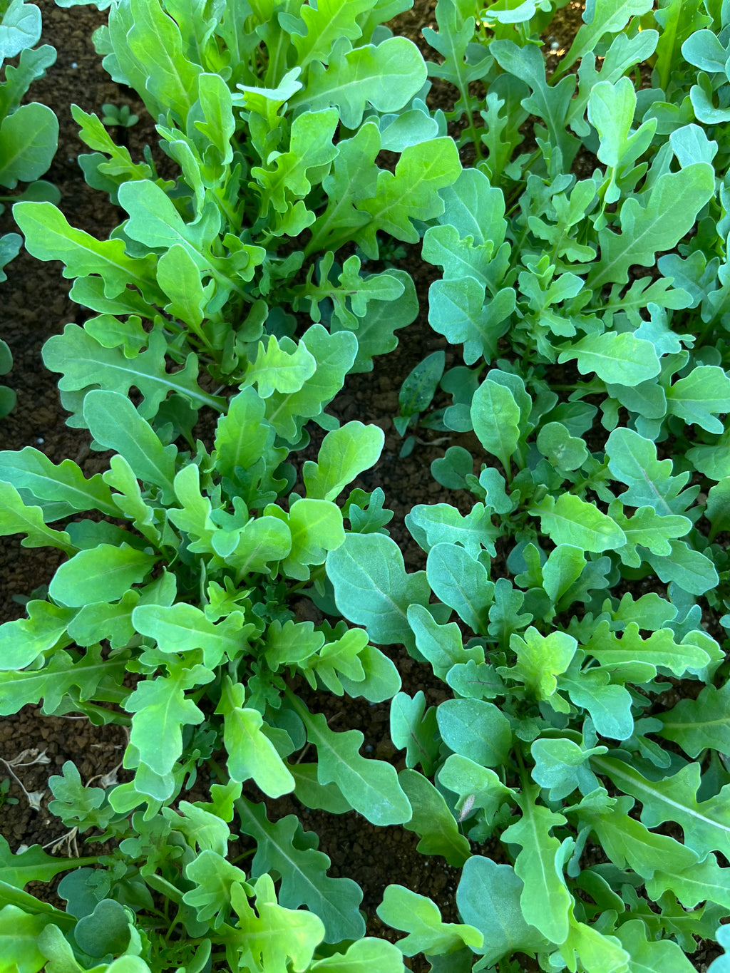 Herb Rocket Speedy - REVOLT