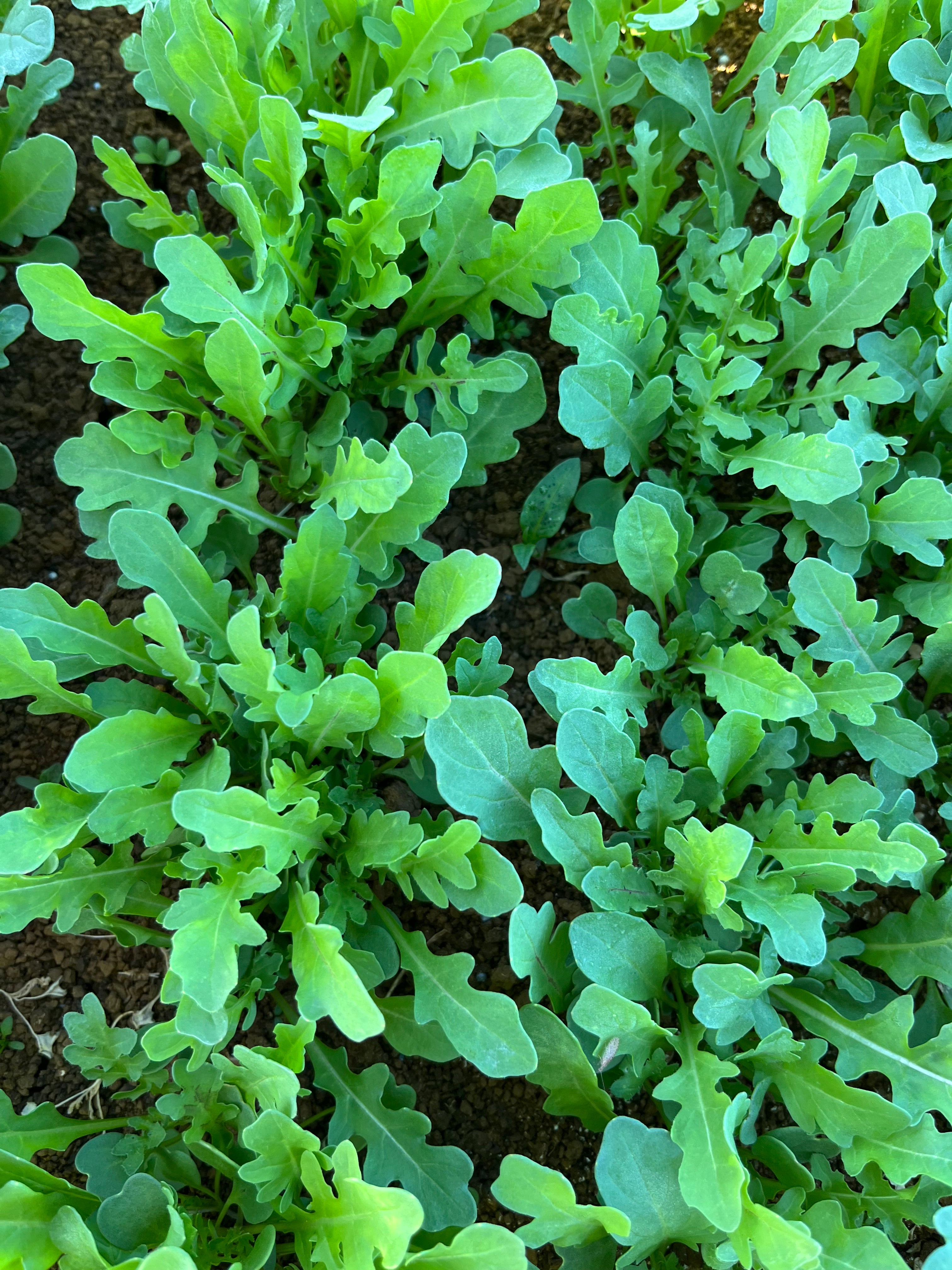 Herb Rocket Speedy - REVOLT