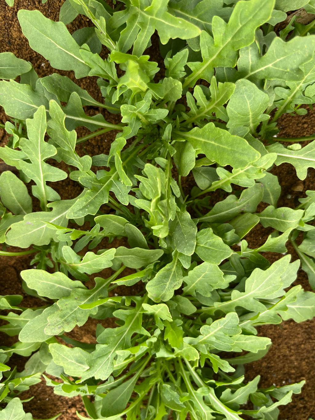 Herb Rocket Wild - QUEST