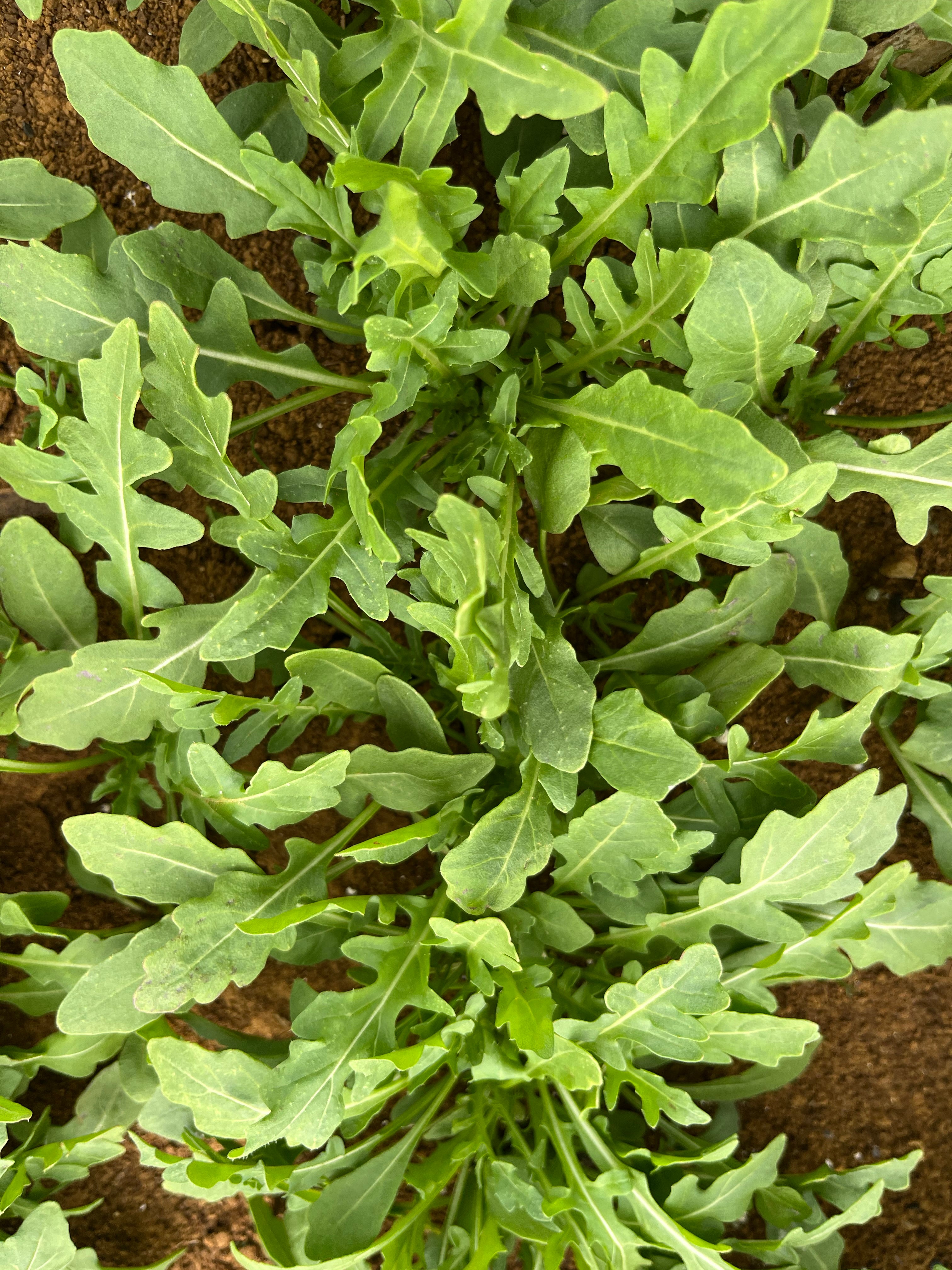 Herb Rocket Wild - QUEST