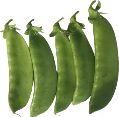 Pea Snow - HOOVER