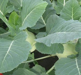 Kohlrabi - GREEN