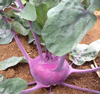 Kohlrabi - RED