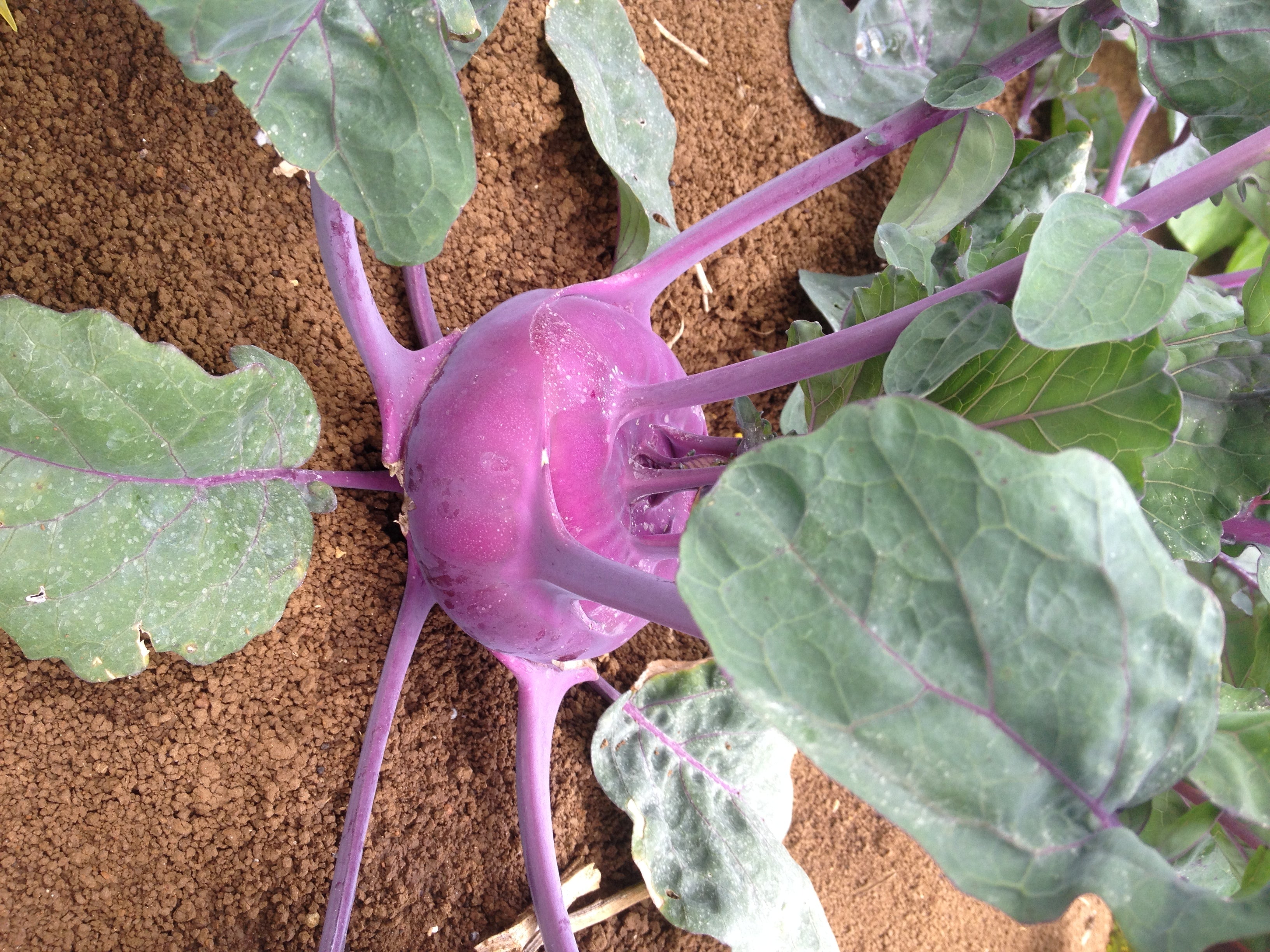 Kohlrabi - RED