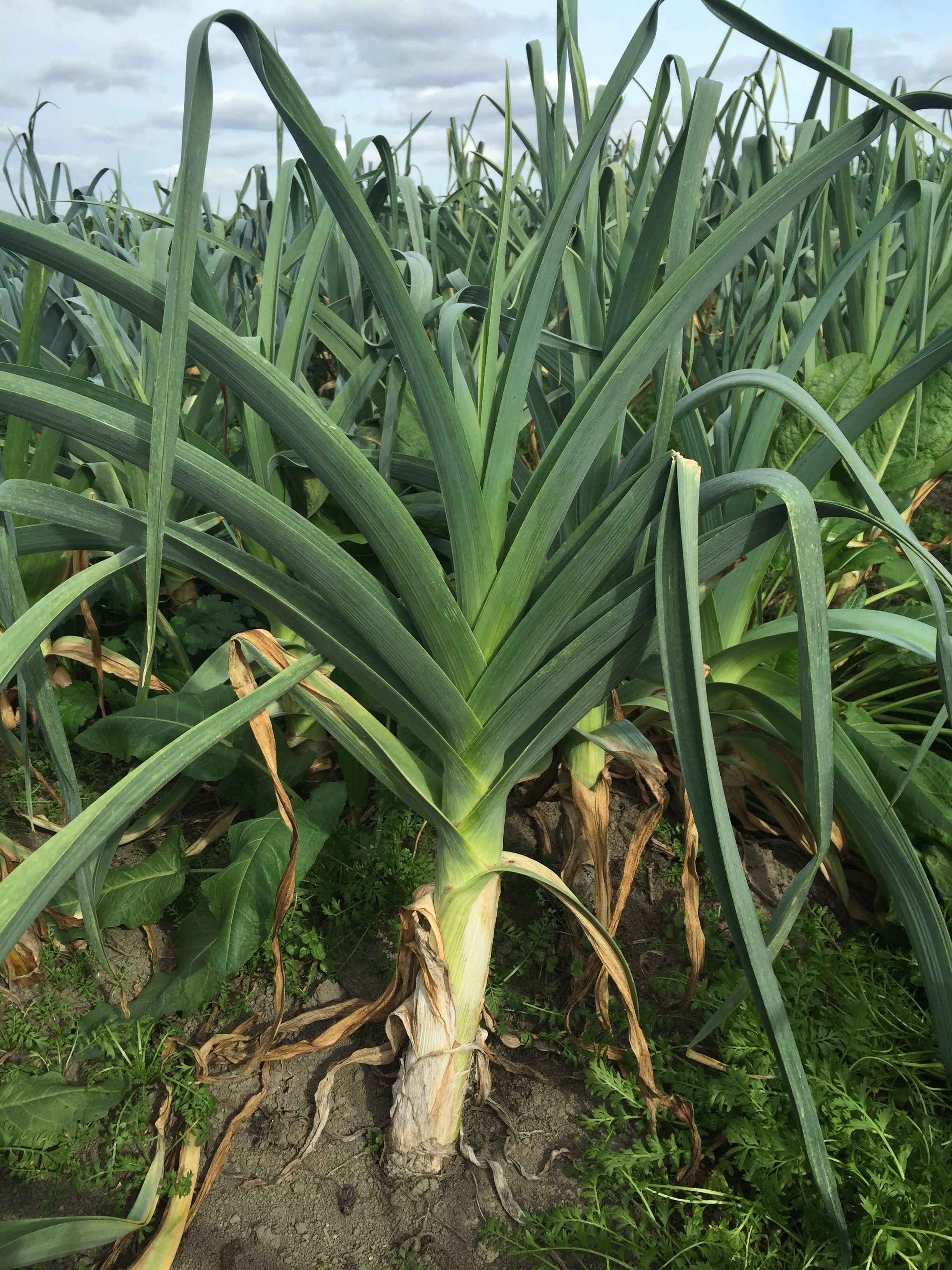 Leek - Hybrid