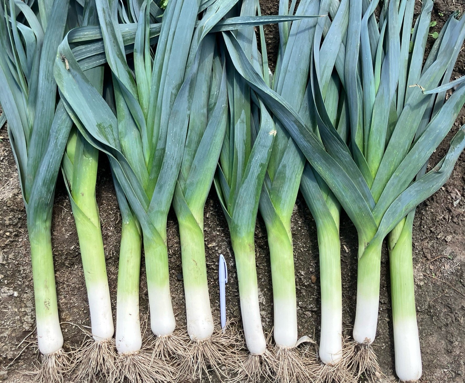 Leek - Hybrid