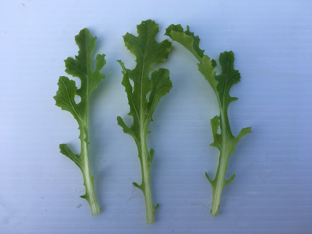 Lettuce - BABYLEAF