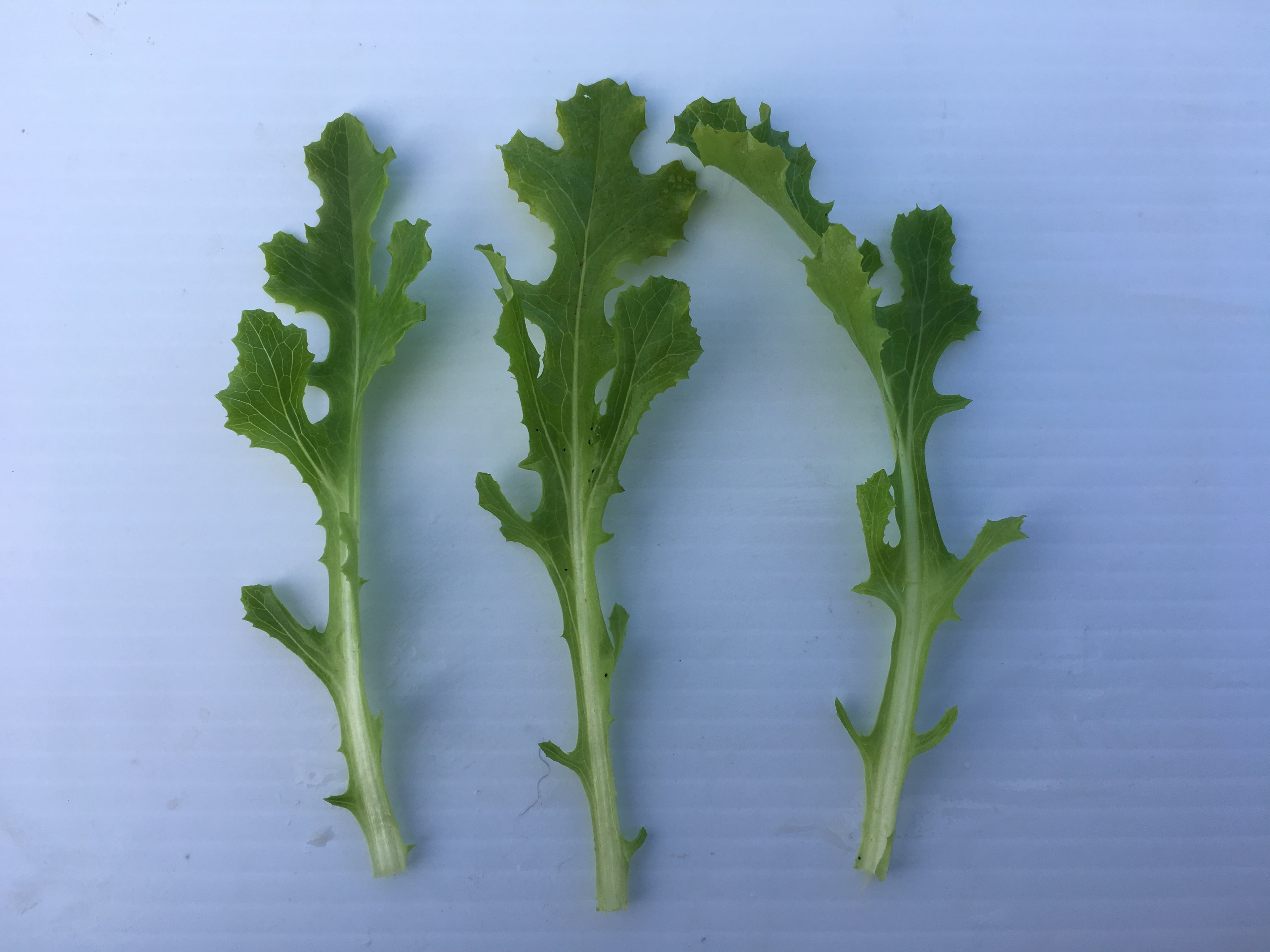 Lettuce - BABYLEAF
