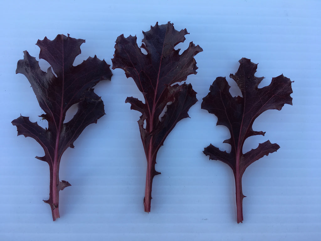 Lettuce - BABYLEAF