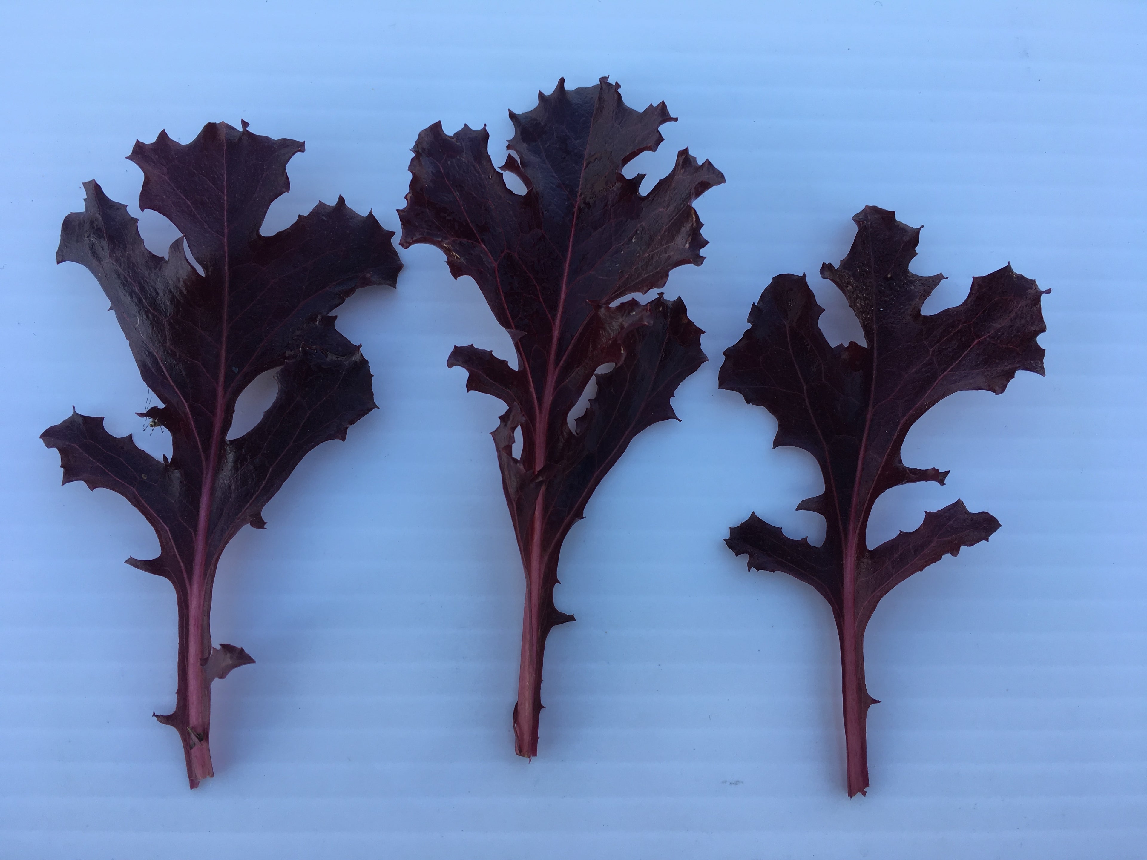 Lettuce - BABYLEAF