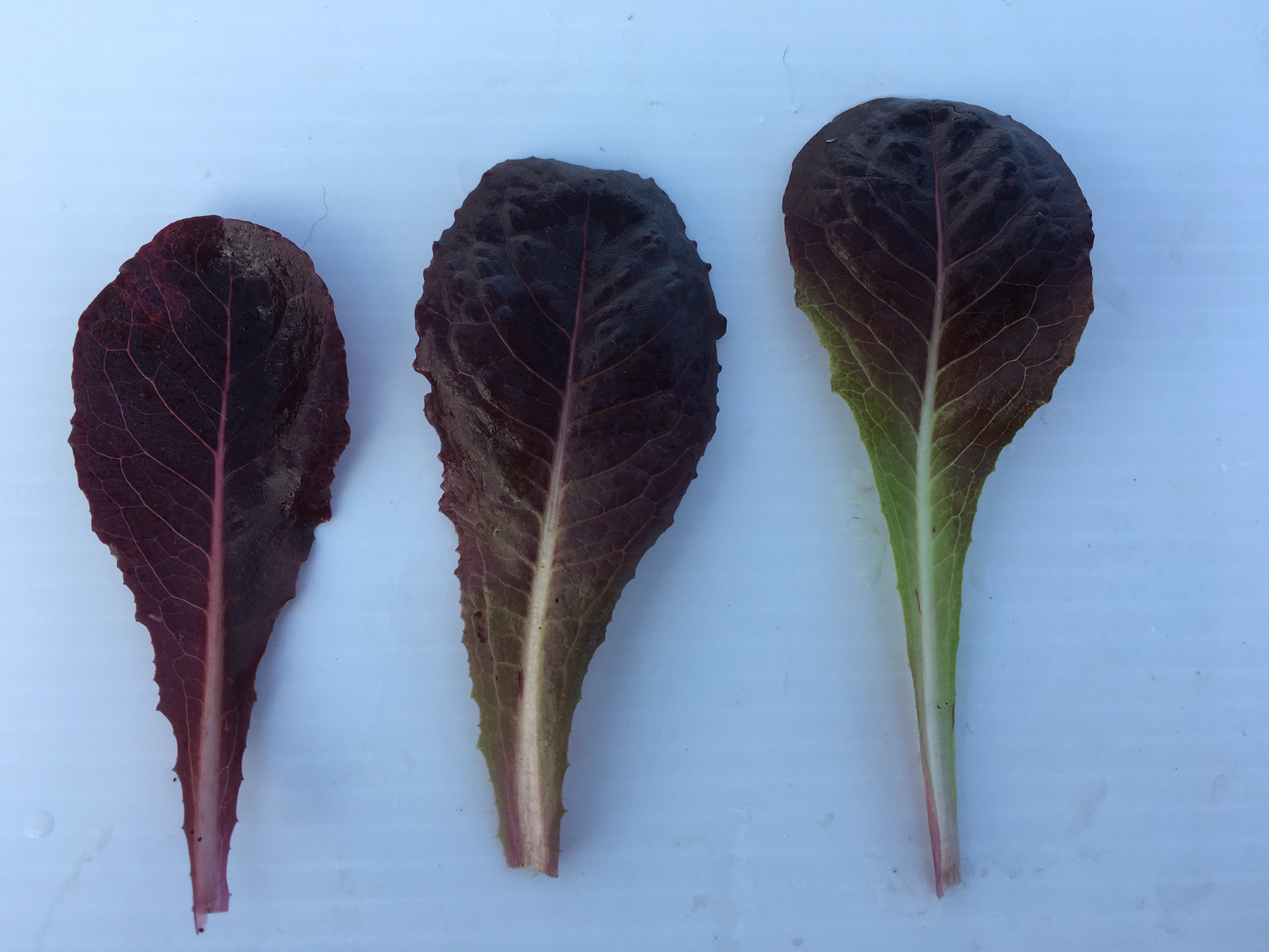 Lettuce - BABYLEAF