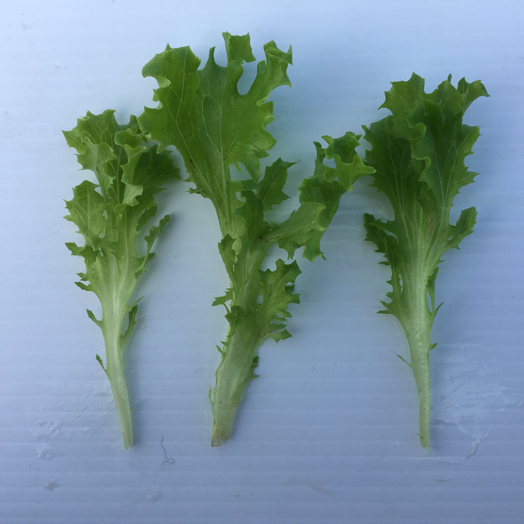 Lettuce - BABYLEAF