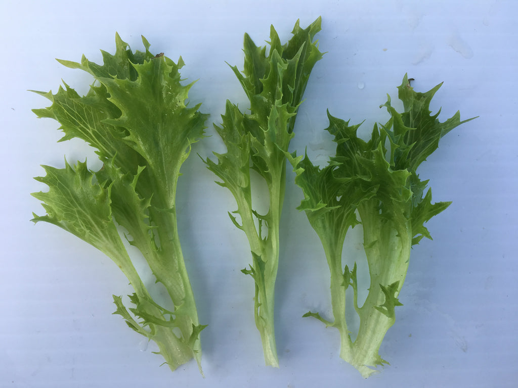 Lettuce - BABYLEAF