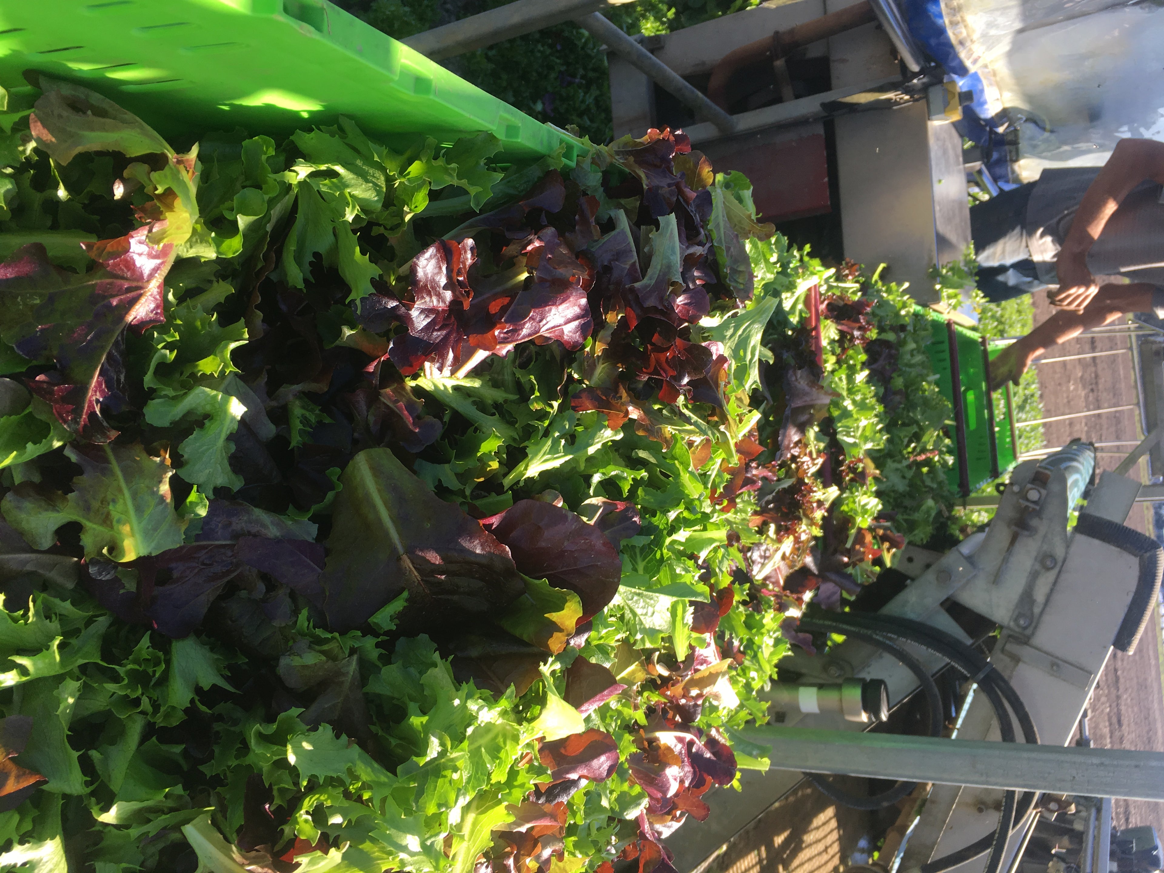 Lettuce - BABYLEAF
