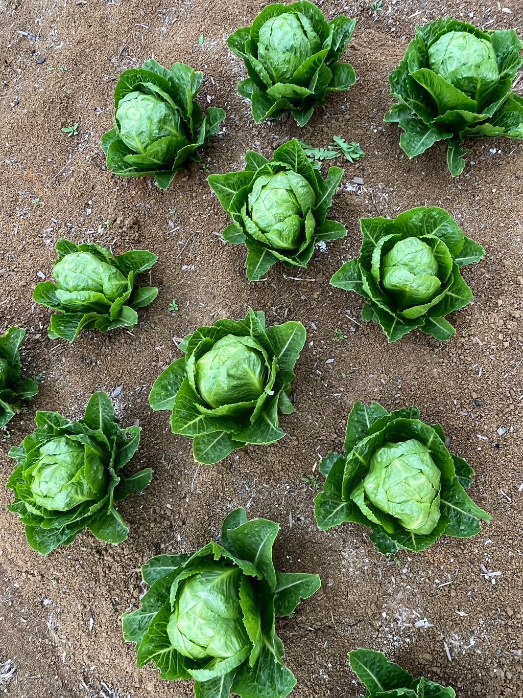 Lettuce Cos - CRACKLE