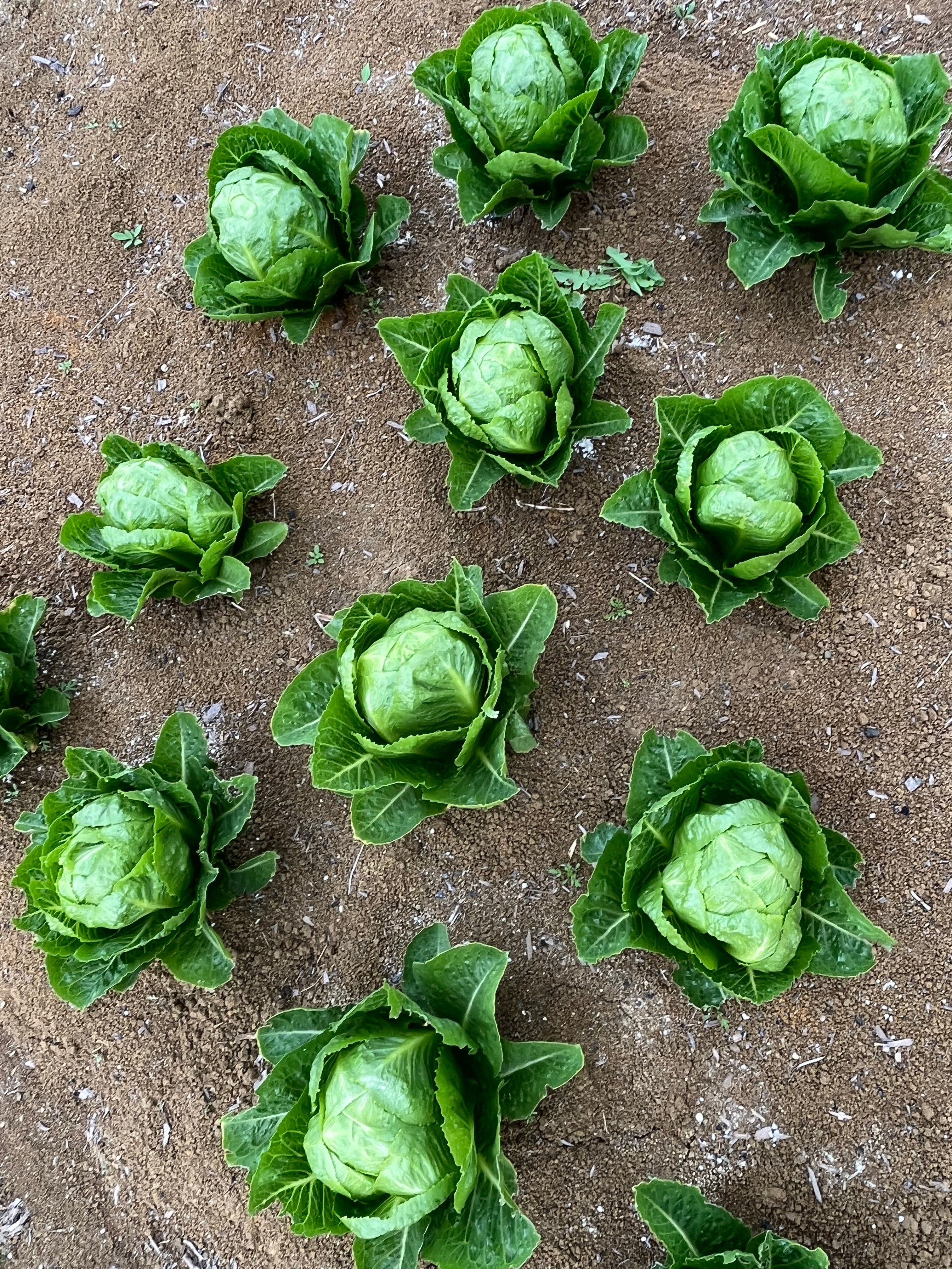 Lettuce Cos - CRACKLE