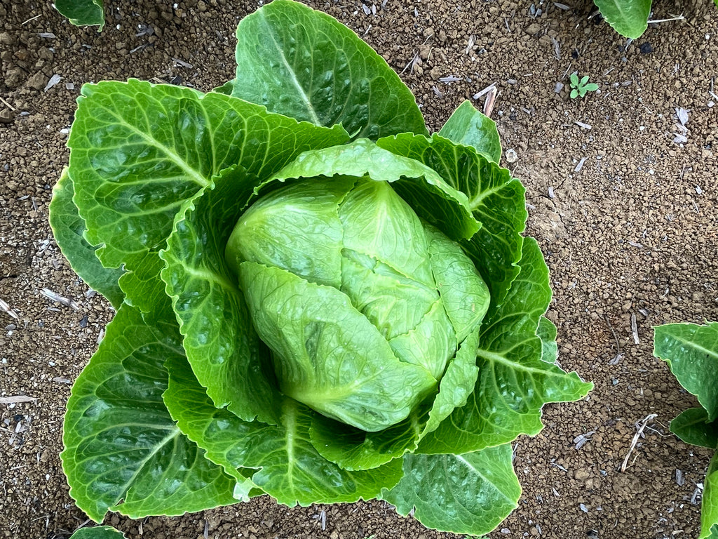 Lettuce Cos - CRACKLE