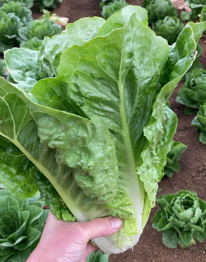 Lettuce Cos - TUMI