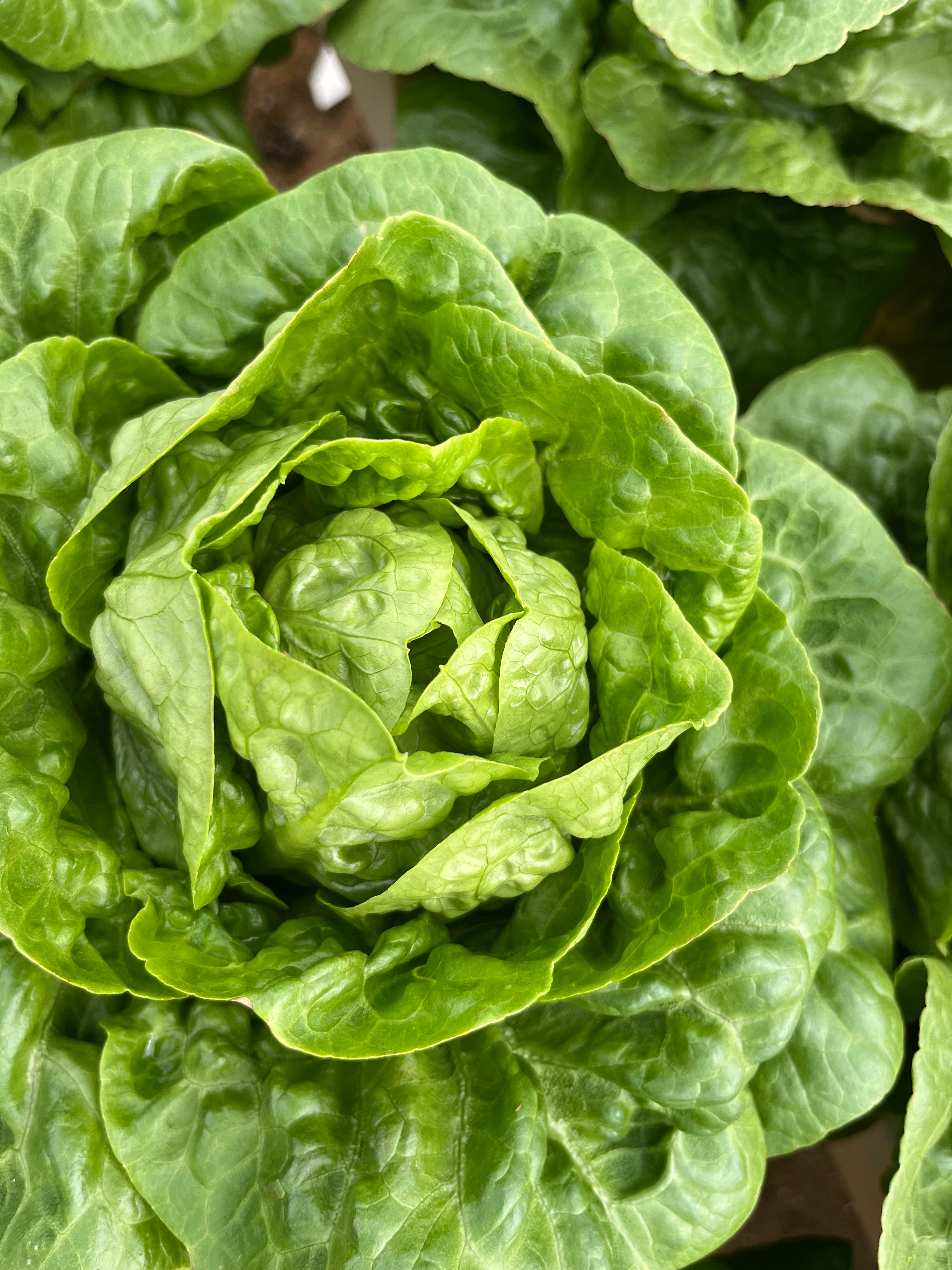 Lettuce Cos - LEG 1480
