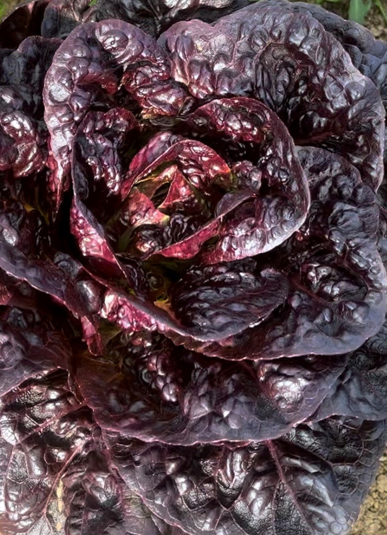 Lettuce Cos - RED FRAY