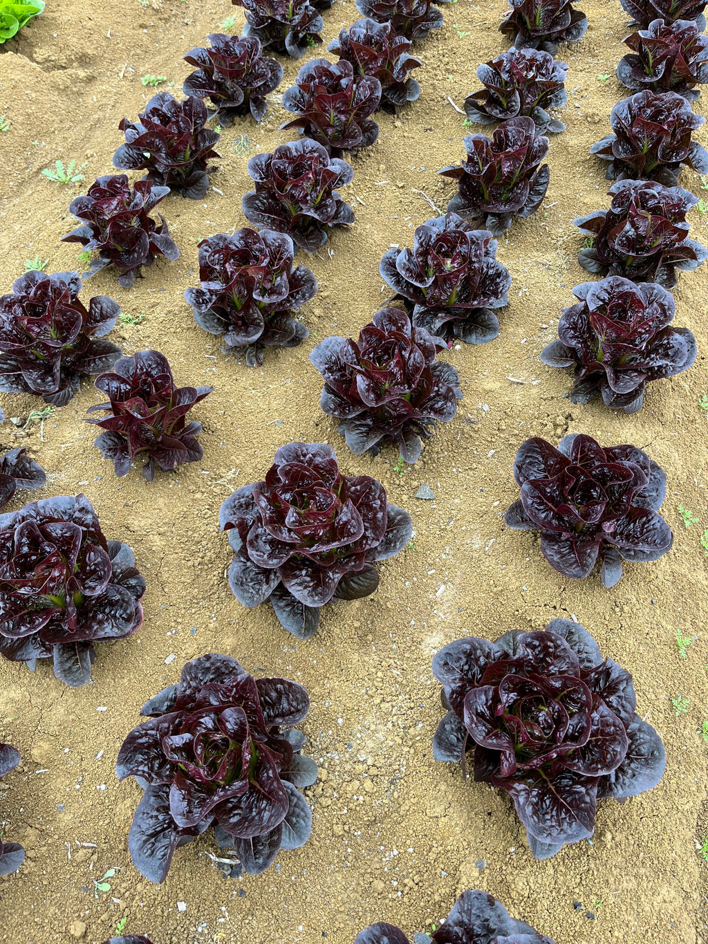 Lettuce Cos - RED FRAY