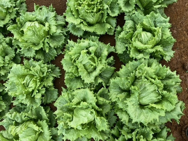Lettuce Crisphead - KANIERE