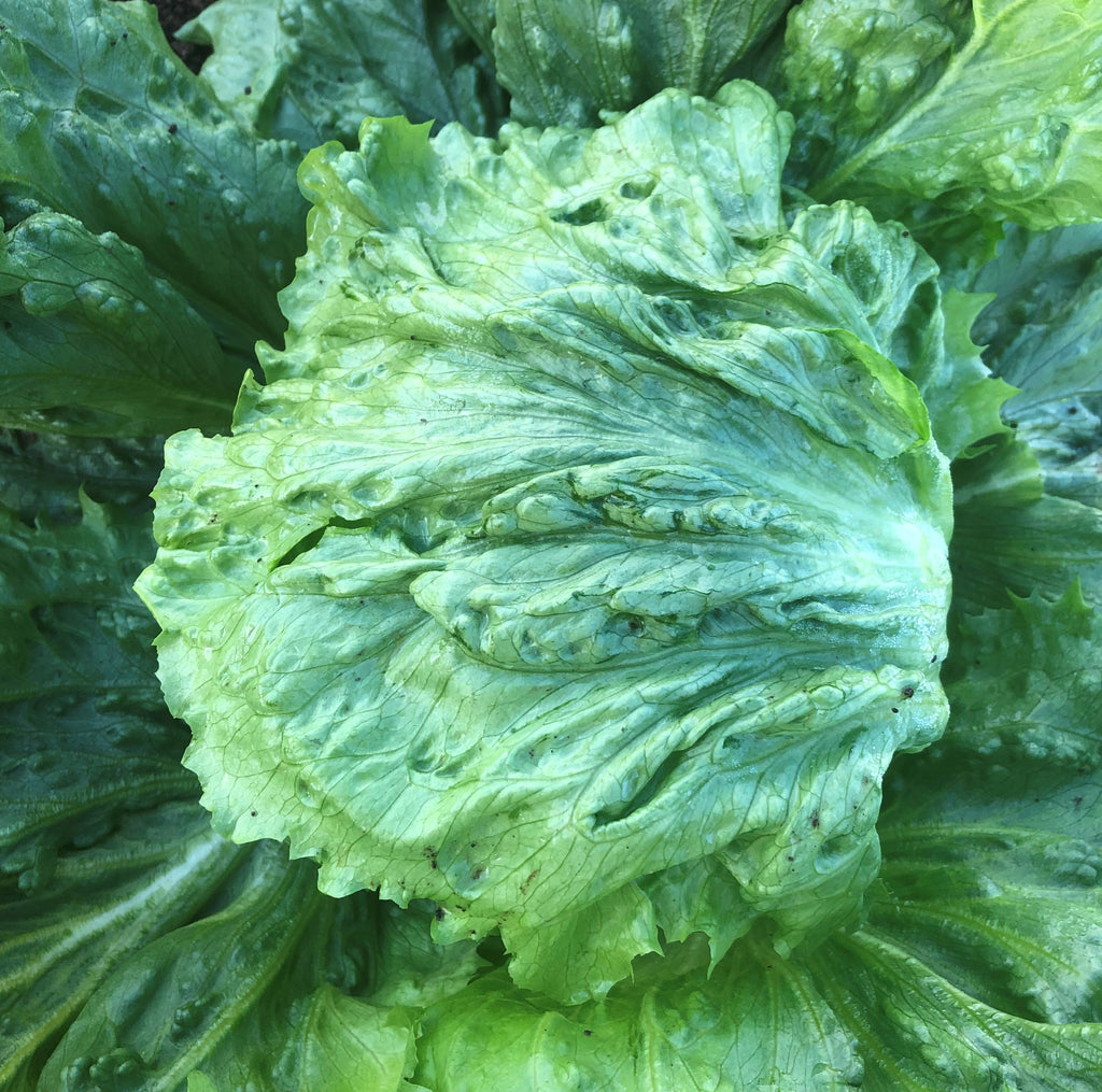 Lettuce Crisphead - KANIERE