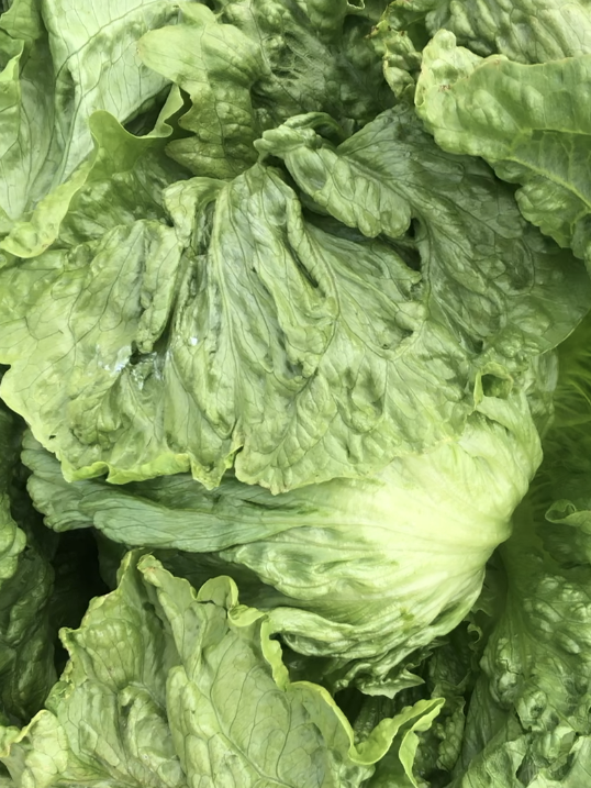 Lettuce Crisphead - KANIERE