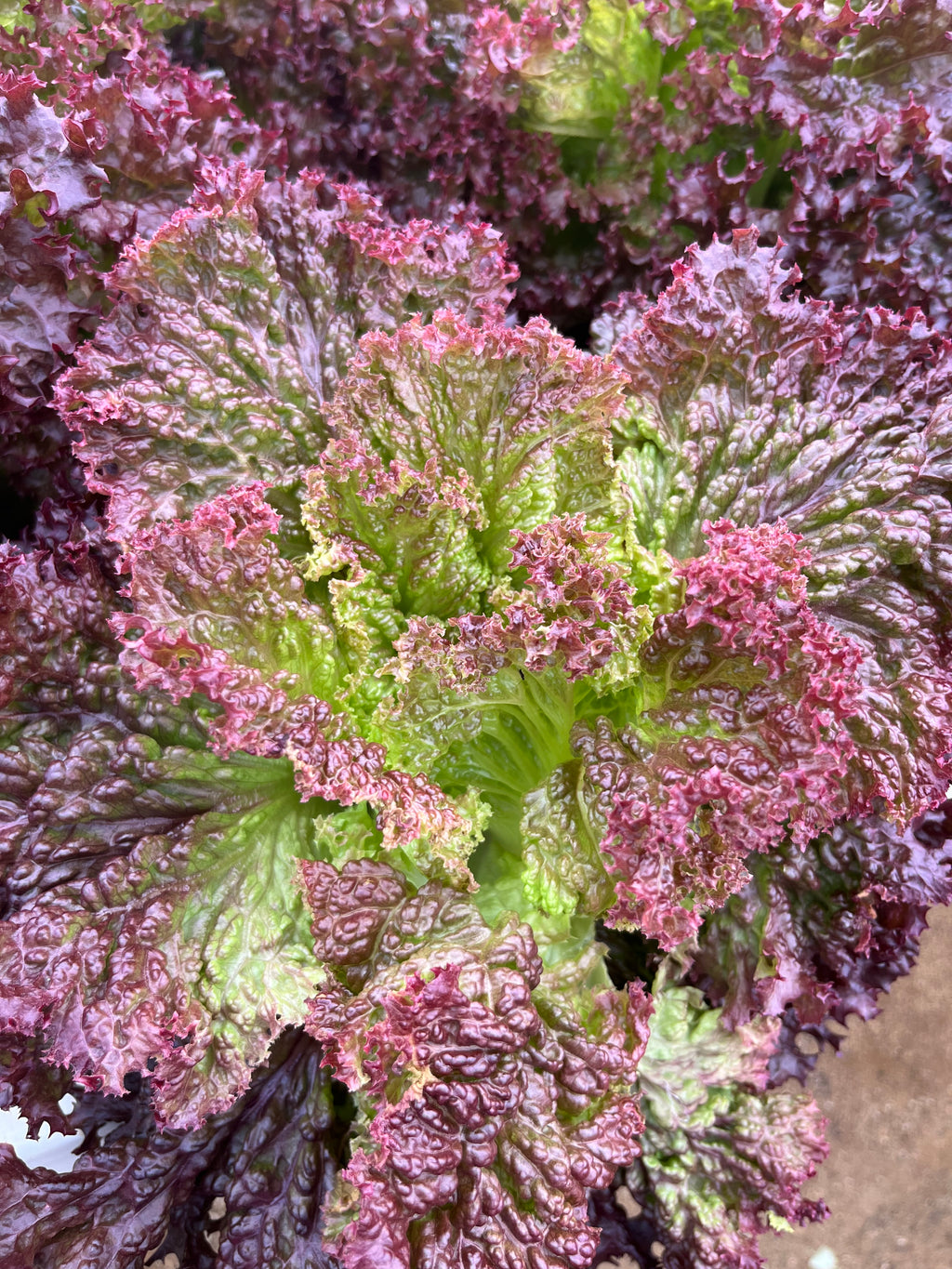 Lettuce Fancy - LIBERATION
