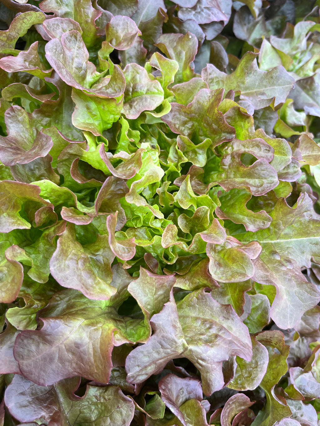 Lettuce Fancy - RED EPICURE