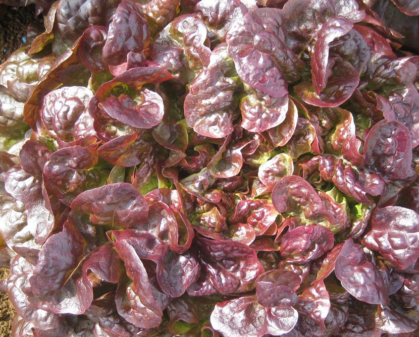 Lettuce Fancy - RED EPICURE