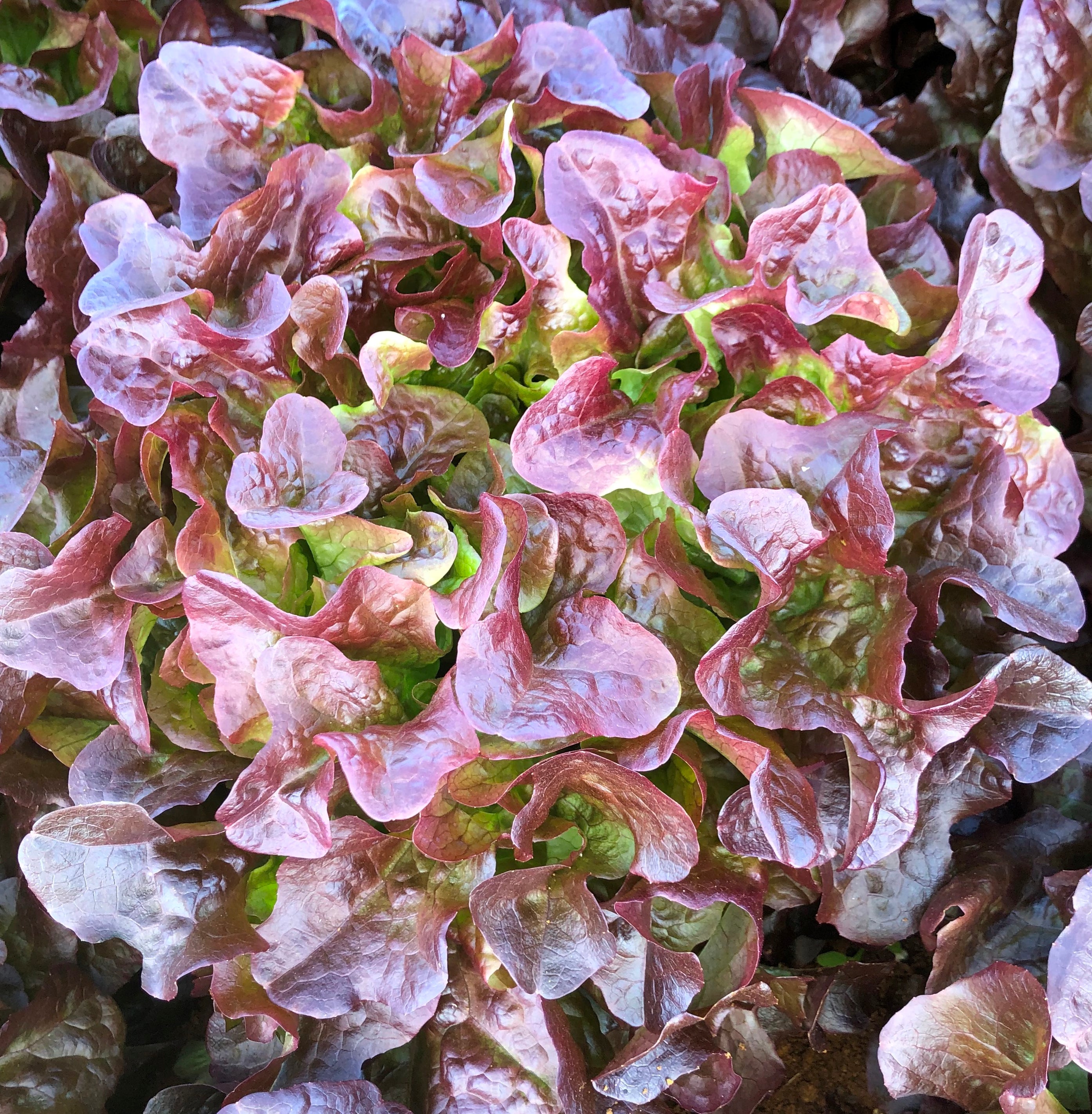 Lettuce Fancy - RED EPICURE