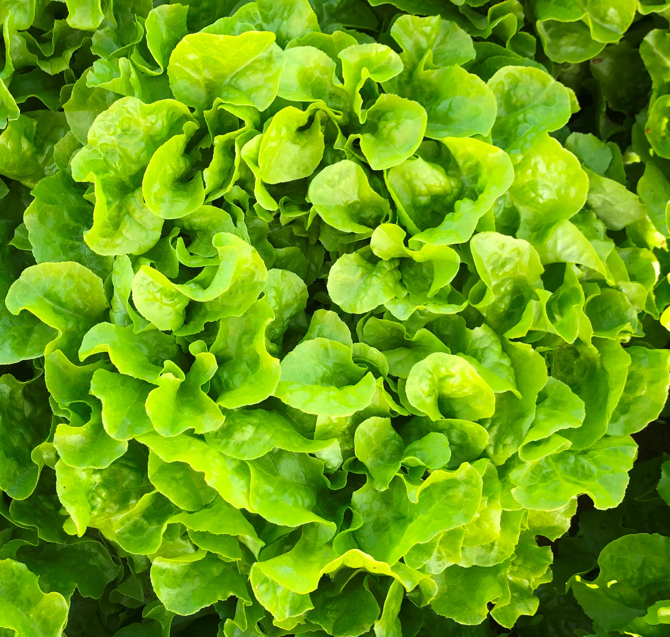 Lettuce Fancy - ZUMBA