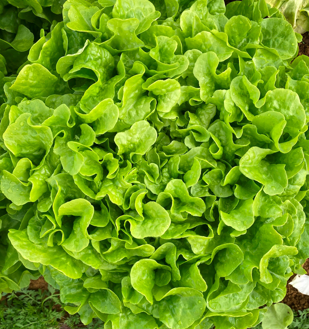 Lettuce Fancy - POPLAR