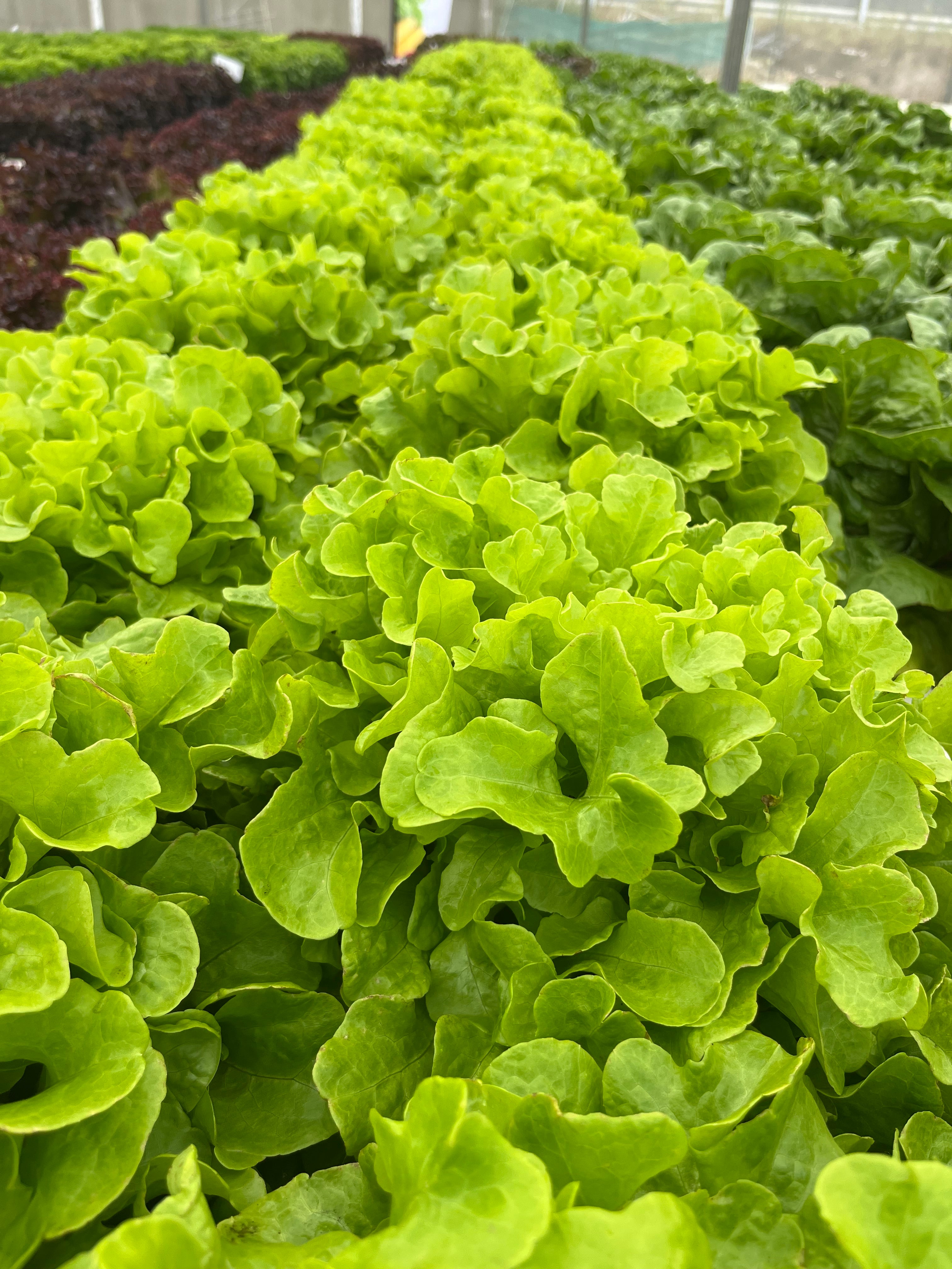 Lettuce Fancy - POPLAR