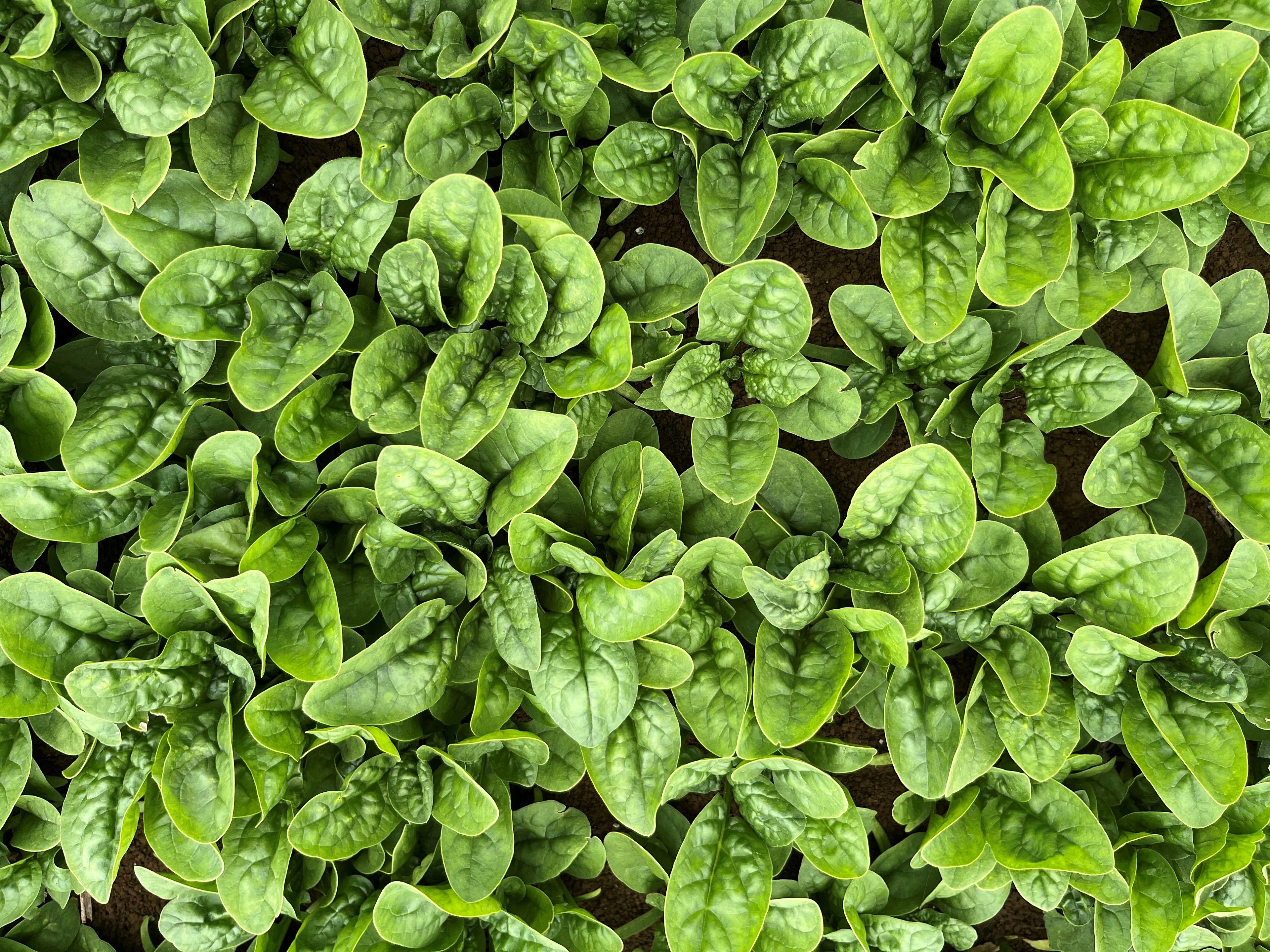 Spinach - LIMESTONE