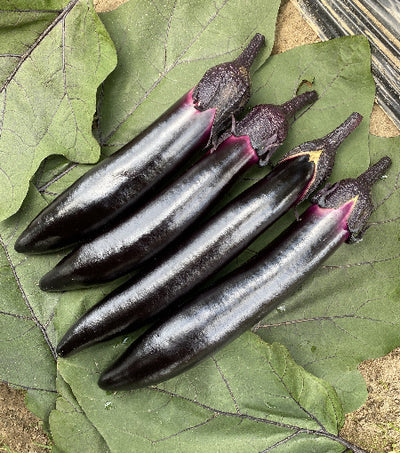 Eggplant Outdoor - Long Black