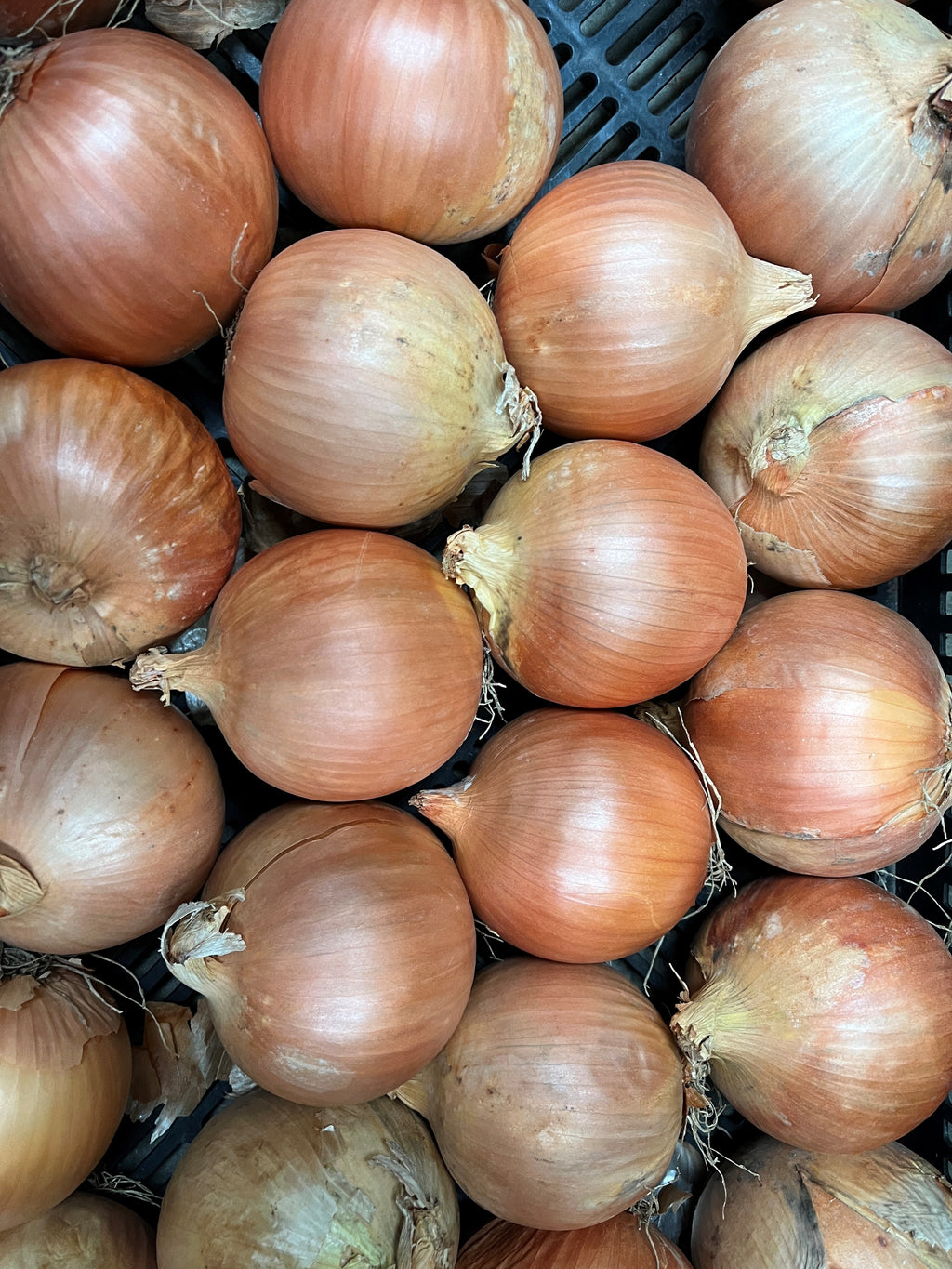 Onion Bulbing - LUNA