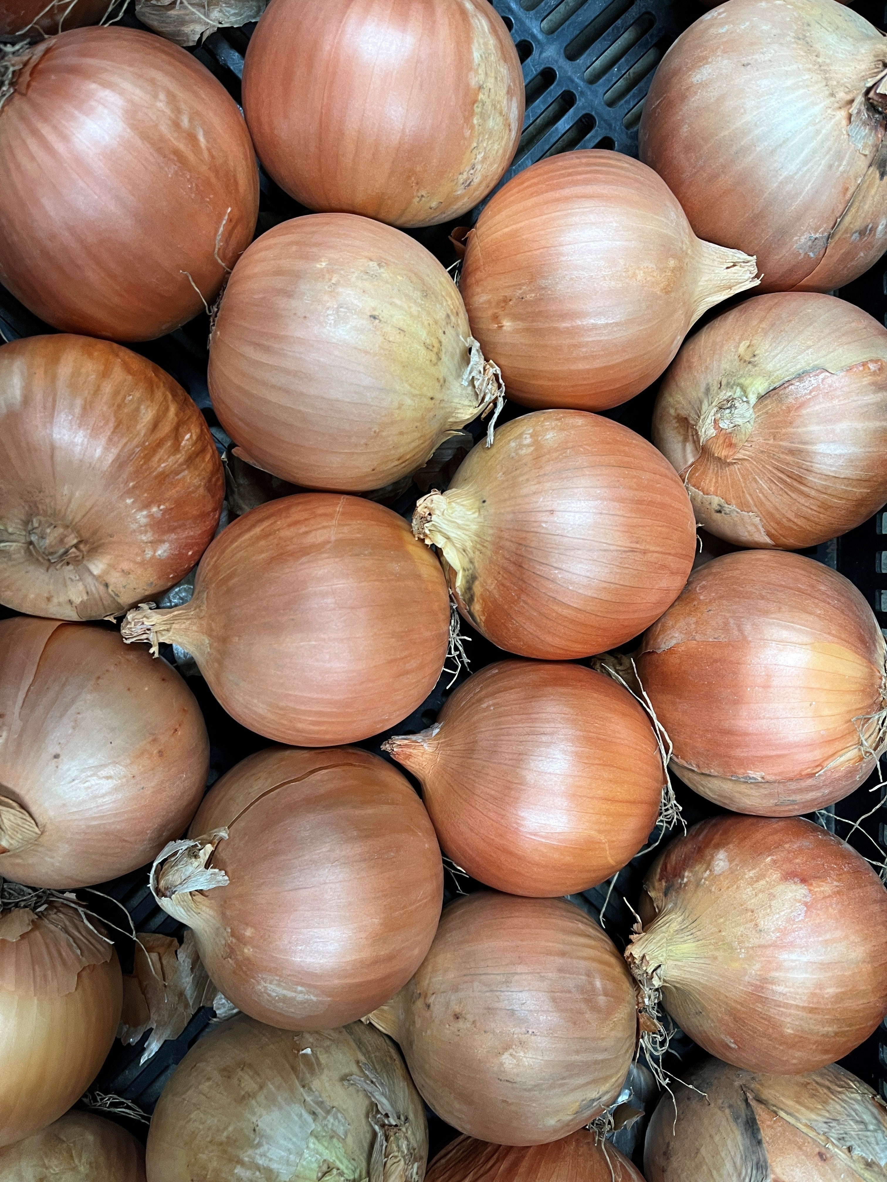 Onion Bulbing - LUNA