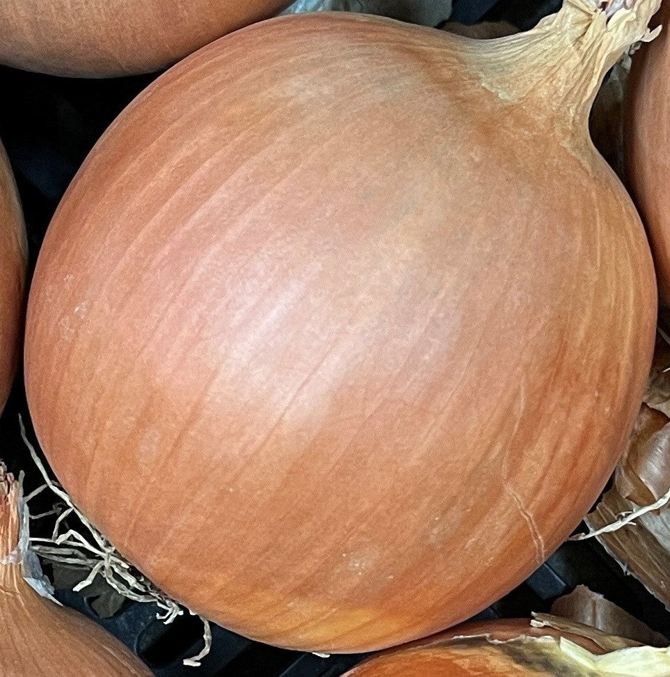 Onion Bulbing - LUNA