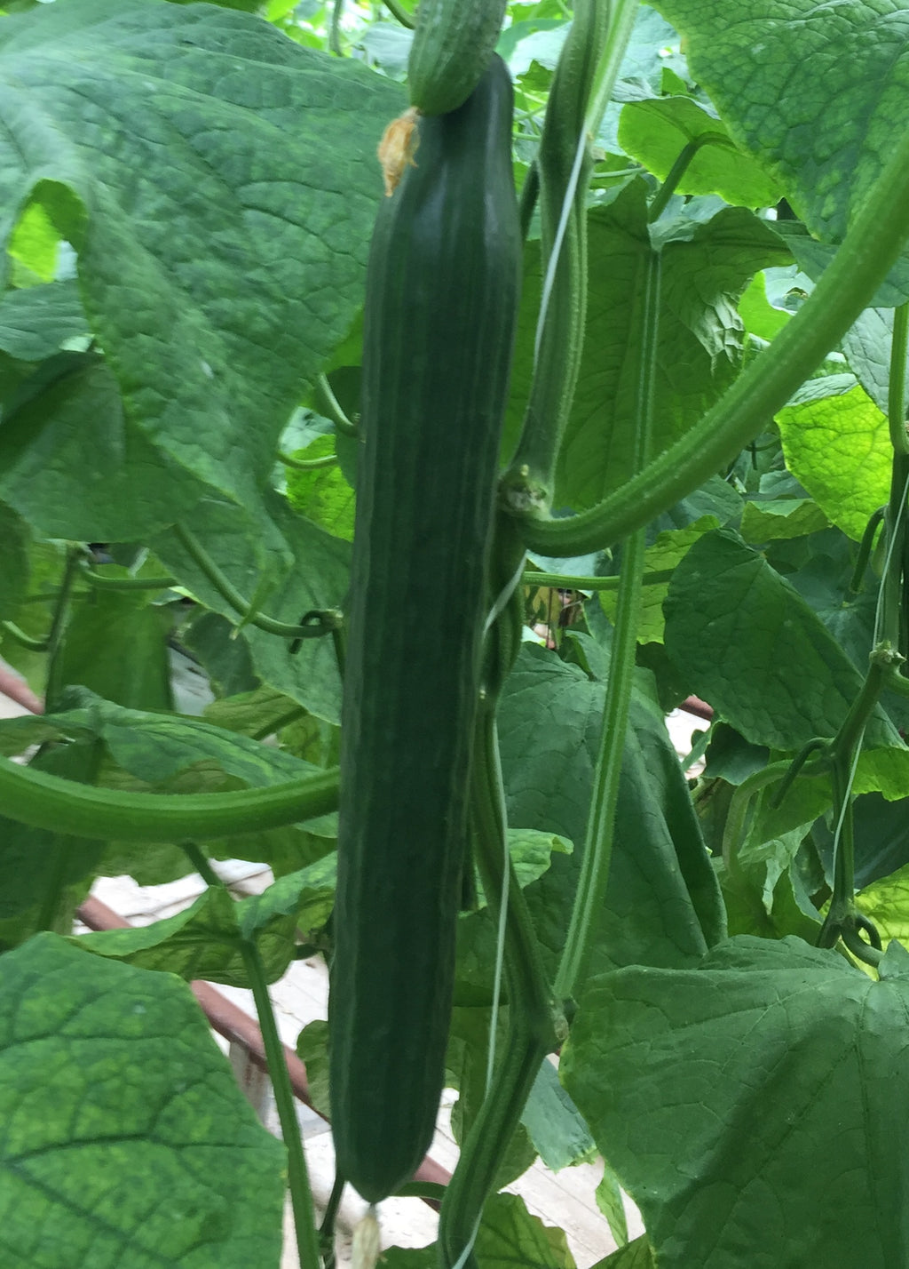 Cucumber Indoor Telegraph - Mirage