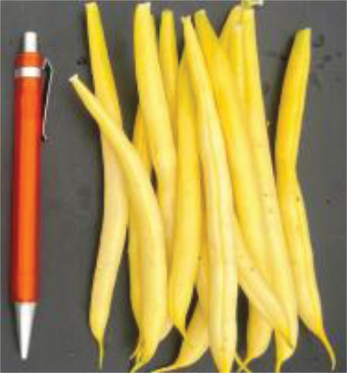 Beans Dwarf - MAXIDOR