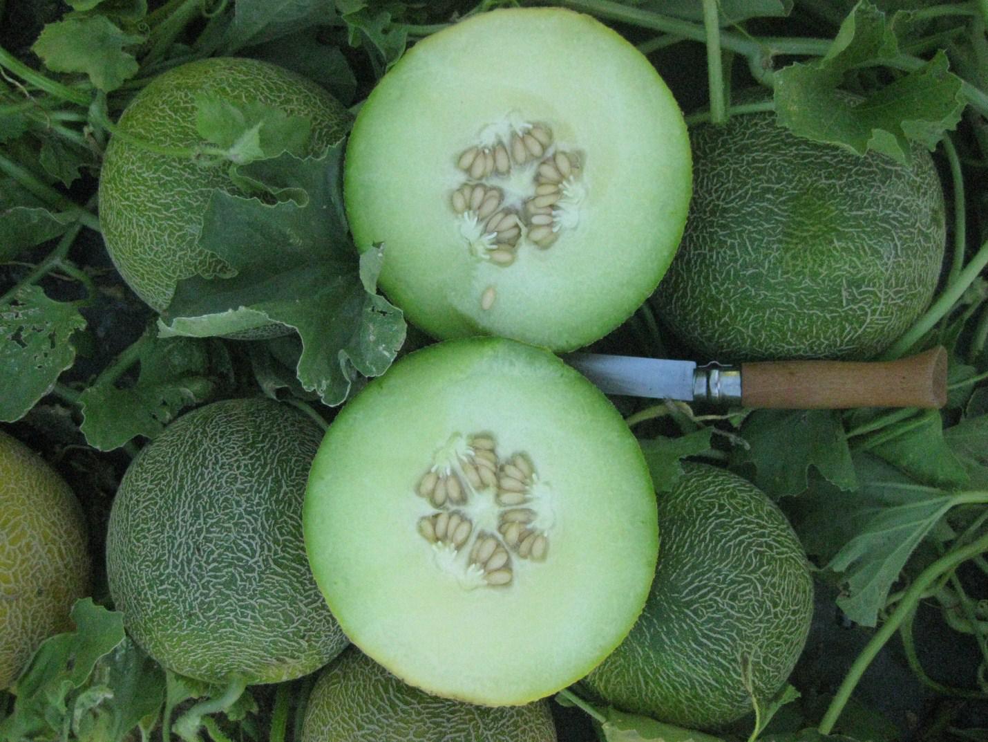 Melon Honeydew - SWEET ALLURE