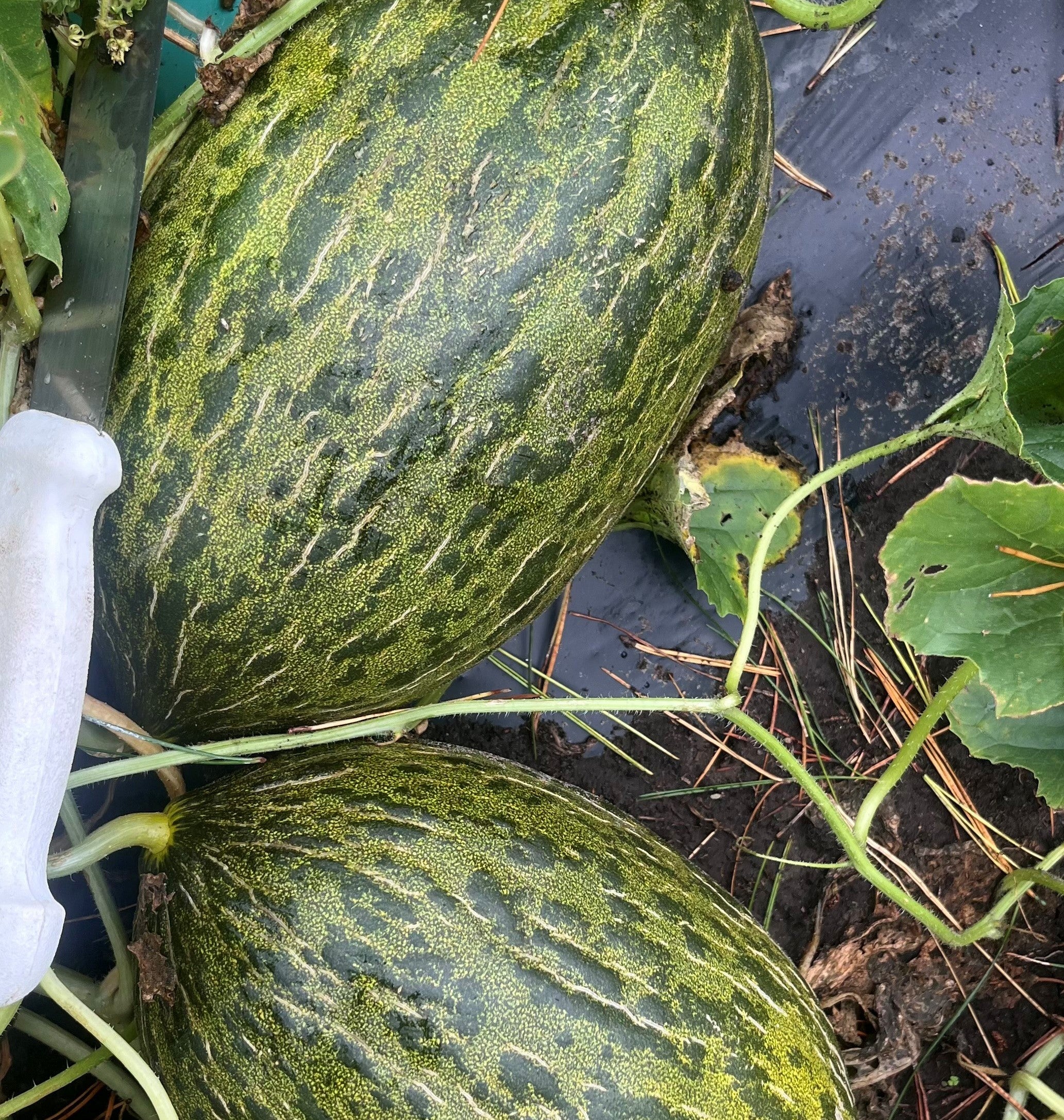 Melon Speciality - GECKO