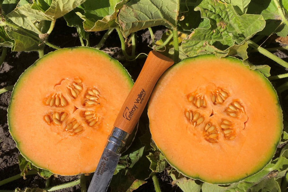 Melon Rock - AUROUS